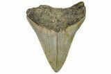 Serrated, Fossil Megalodon Tooth - North Carolina #295094-1